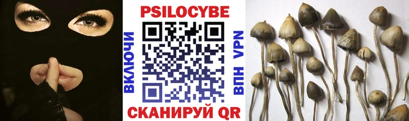 MEGA зеркало  закладки  Гвардейск  Галлюциногенные грибы Psilocybe 